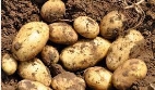 Изображение выглядит как корнеплод, картошка, Клубень, Картофель сорта "Рассет Бурбанк"

Автоматически созданное описание